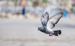 bird, pigeon, nature